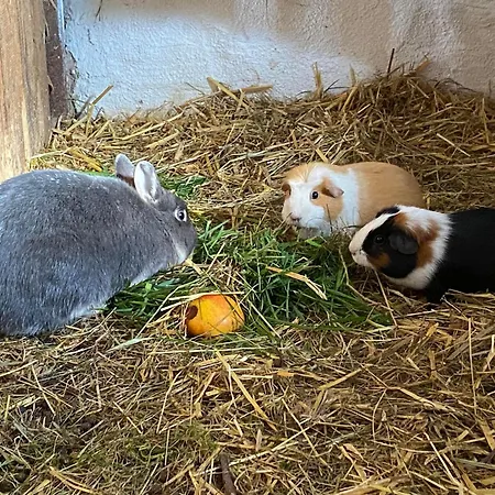 Agroturismo Erlebnishof Koenig-kober