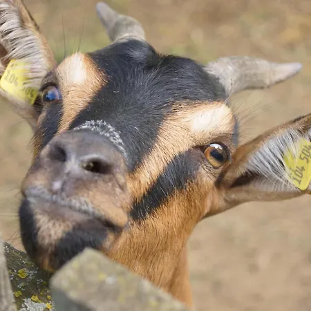 Erlebnishof Koenig-kober Agroturismo *