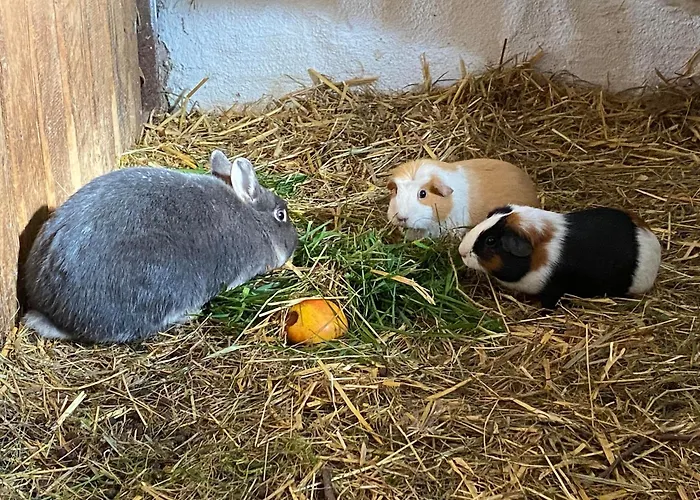 Alloggio per agriturismo Erlebnishof Koenig-kober