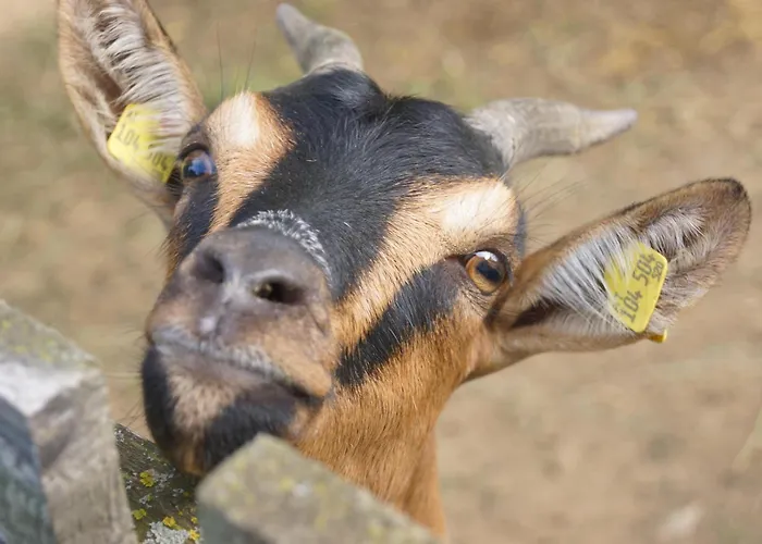 Erlebnishof König-kober Bauernhof *